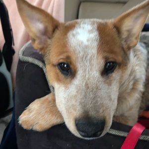 Meet your Posher, Doug